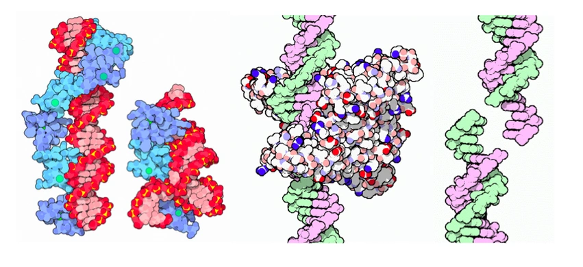 Цинковопальцевые нуклеазы, обёрнутые вокруг ДНК (слева). Эндонуклеазы рестрикции EcoRI, разрезающие ДНК (справа).