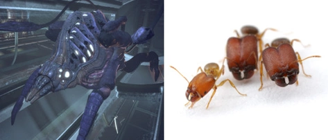 [Mass Effect] Эволюция и рахни.